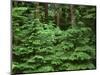 Oregon. Willamette NF, Middle Santiam Wilderness, spring growth of western hemlock-John Barger-Mounted Photographic Print