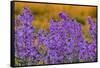 Oregon, Willamette Valley, Farming in the Willamette Valley with Dames Rocket Plants in Full Bloom-Terry Eggers-Framed Stretched Canvas