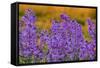 Oregon, Willamette Valley, Farming in the Willamette Valley with Dames Rocket Plants in Full Bloom-Terry Eggers-Framed Stretched Canvas