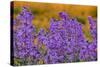 Oregon, Willamette Valley, Farming in the Willamette Valley with Dames Rocket Plants in Full Bloom-Terry Eggers-Stretched Canvas