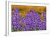 Oregon, Willamette Valley, Farming in the Willamette Valley with Dames Rocket Plants in Full Bloom-Terry Eggers-Framed Photographic Print