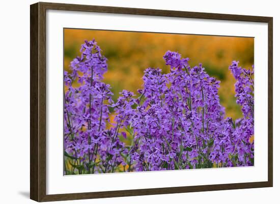 Oregon, Willamette Valley, Farming in the Willamette Valley with Dames Rocket Plants in Full Bloom-Terry Eggers-Framed Photographic Print