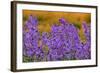 Oregon, Willamette Valley, Farming in the Willamette Valley with Dames Rocket Plants in Full Bloom-Terry Eggers-Framed Photographic Print