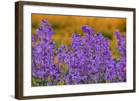 Oregon, Willamette Valley, Farming in the Willamette Valley with Dames Rocket Plants in Full Bloom-Terry Eggers-Framed Photographic Print