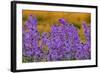 Oregon, Willamette Valley, Farming in the Willamette Valley with Dames Rocket Plants in Full Bloom-Terry Eggers-Framed Photographic Print