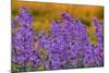 Oregon, Willamette Valley, Farming in the Willamette Valley with Dames Rocket Plants in Full Bloom-Terry Eggers-Mounted Photographic Print