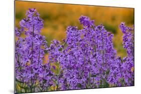 Oregon, Willamette Valley, Farming in the Willamette Valley with Dames Rocket Plants in Full Bloom-Terry Eggers-Mounted Photographic Print