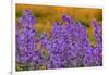 Oregon, Willamette Valley, Farming in the Willamette Valley with Dames Rocket Plants in Full Bloom-Terry Eggers-Framed Photographic Print