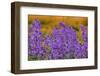 Oregon, Willamette Valley, Farming in the Willamette Valley with Dames Rocket Plants in Full Bloom-Terry Eggers-Framed Photographic Print