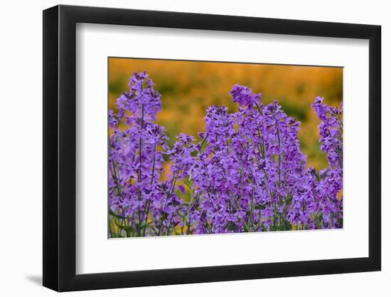 Oregon, Willamette Valley, Farming in the Willamette Valley with Dames Rocket Plants in Full Bloom-Terry Eggers-Framed Photographic Print