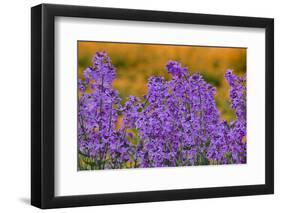 Oregon, Willamette Valley, Farming in the Willamette Valley with Dames Rocket Plants in Full Bloom-Terry Eggers-Framed Photographic Print