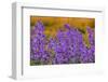 Oregon, Willamette Valley, Farming in the Willamette Valley with Dames Rocket Plants in Full Bloom-Terry Eggers-Framed Photographic Print