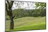 Oregon, Willamette Valley, Forest Grove. Pinot Noir Vines in Spring-Emily Wilson-Mounted Photographic Print