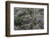 Oregon-Art Wolfe-Framed Photographic Print