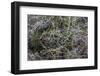 Oregon-Art Wolfe-Framed Photographic Print