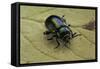 Oreina Sp. (Leaf Beetle)-Paul Starosta-Framed Stretched Canvas