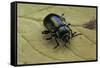 Oreina Sp. (Leaf Beetle)-Paul Starosta-Framed Stretched Canvas