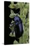 Oreina Sp. (Leaf Beetle)-Paul Starosta-Stretched Canvas
