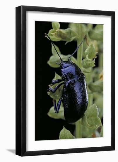 Oreina Sp. (Leaf Beetle)-Paul Starosta-Framed Photographic Print