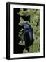 Oreina Sp. (Leaf Beetle)-Paul Starosta-Framed Photographic Print