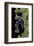 Oreina Sp. (Leaf Beetle)-Paul Starosta-Framed Photographic Print