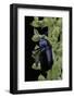 Oreina Sp. (Leaf Beetle)-Paul Starosta-Framed Photographic Print