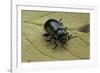 Oreina Sp. (Leaf Beetle)-Paul Starosta-Framed Photographic Print