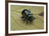 Oreina Sp. (Leaf Beetle)-Paul Starosta-Framed Photographic Print