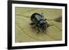 Oreina Sp. (Leaf Beetle)-Paul Starosta-Framed Photographic Print