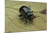 Oreina Sp. (Leaf Beetle)-Paul Starosta-Mounted Photographic Print