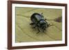 Oreina Sp. (Leaf Beetle)-Paul Starosta-Framed Photographic Print