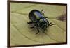 Oreina Sp. (Leaf Beetle)-Paul Starosta-Framed Photographic Print