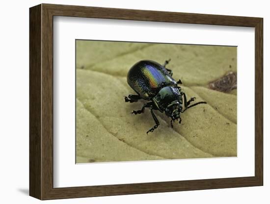 Oreina Sp. (Leaf Beetle)-Paul Starosta-Framed Photographic Print