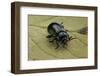 Oreina Sp. (Leaf Beetle)-Paul Starosta-Framed Photographic Print