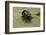 Oreina Sp. (Leaf Beetle)-Paul Starosta-Framed Photographic Print