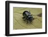 Oreina Sp. (Leaf Beetle)-Paul Starosta-Framed Photographic Print