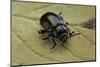 Oreina Sp. (Leaf Beetle)-Paul Starosta-Mounted Photographic Print