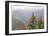 Oreocallis grandiflora, Cloud forest, 3500m altitude, Peru-Alex Hyde-Framed Photographic Print