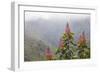 Oreocallis grandiflora, Cloud forest, 3500m altitude, Peru-Alex Hyde-Framed Photographic Print