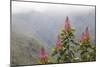 Oreocallis grandiflora, Cloud forest, 3500m altitude, Peru-Alex Hyde-Mounted Photographic Print