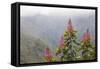 Oreocallis grandiflora, Cloud forest, 3500m altitude, Peru-Alex Hyde-Framed Stretched Canvas