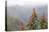 Oreocallis grandiflora, Cloud forest, 3500m altitude, Peru-Alex Hyde-Stretched Canvas