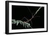 Oreophoetes Peruana (Peruvian Fire Stick)-Paul Starosta-Framed Photographic Print