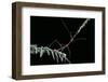 Oreophoetes Peruana (Peruvian Fire Stick)-Paul Starosta-Framed Photographic Print