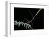 Oreophoetes Peruana (Peruvian Fire Stick)-Paul Starosta-Framed Photographic Print