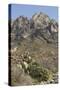 Organ Mountains Wilderness Rising Above Chihuahuan Desert Landscape, Southern New Mexico-null-Stretched Canvas