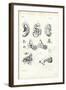 Organ of Hearing, 1863-79-Raimundo Petraroja-Framed Giclee Print