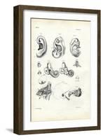 Organ of Hearing, 1863-79-Raimundo Petraroja-Framed Giclee Print