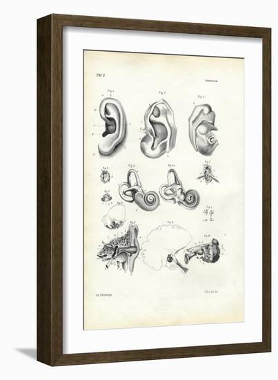 Organ of Hearing, 1863-79-Raimundo Petraroja-Framed Giclee Print