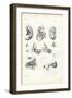 Organ of Hearing, 1863-79-Raimundo Petraroja-Framed Giclee Print